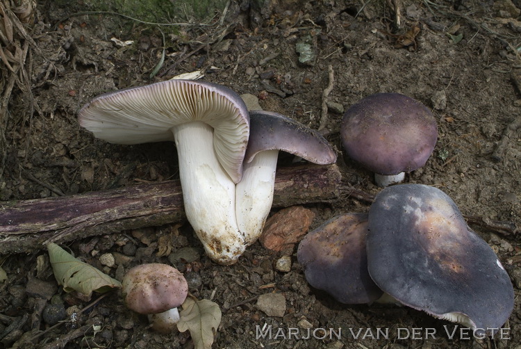 Duifrussula - Russula grisea